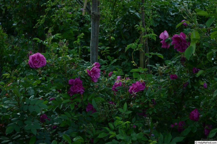 '<i>Rosa rugosa</i> 'Roseraie de l'Haÿ'' rose photo