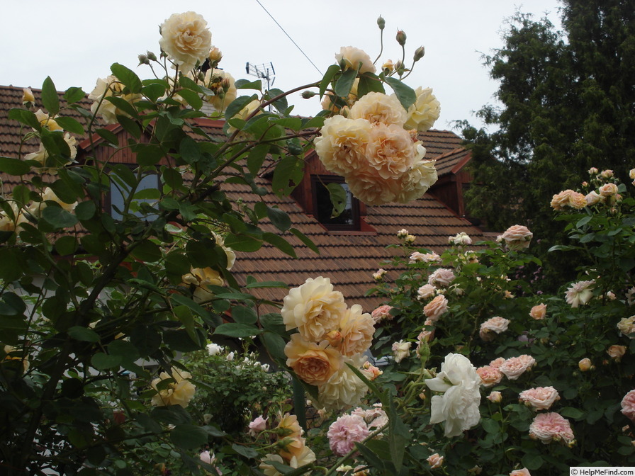'Buff Beauty (Hybrid Musk, Bentall, 1939)' rose photo