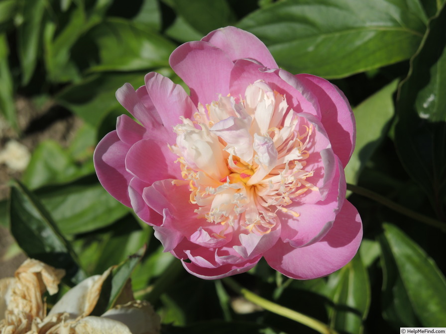 'P. lactiflora 'Bowl of Beauty'' peony photo