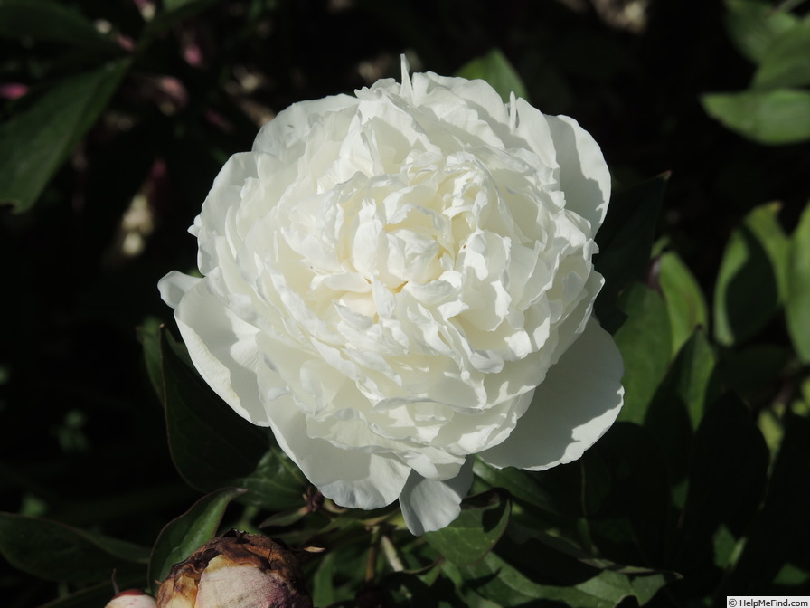 'Avalanche (lactiflora, Crousse by 1886)' peony photo