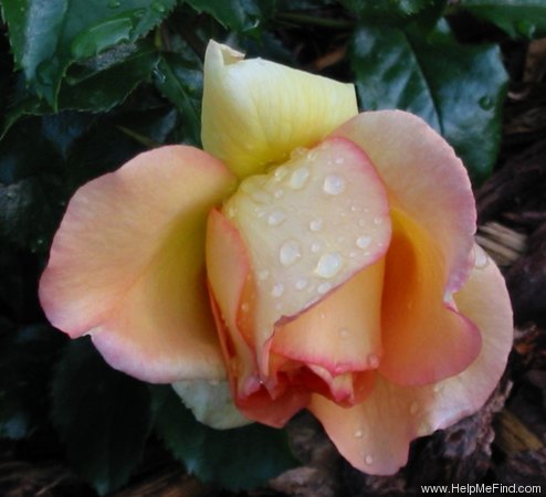 'Eureka ™ (floribunda, Kordes 2002)' rose photo