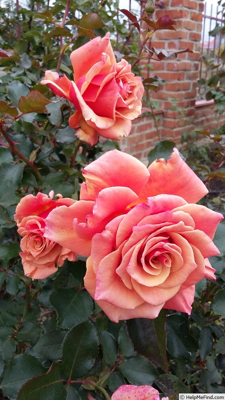 'Ann Henderson' rose photo