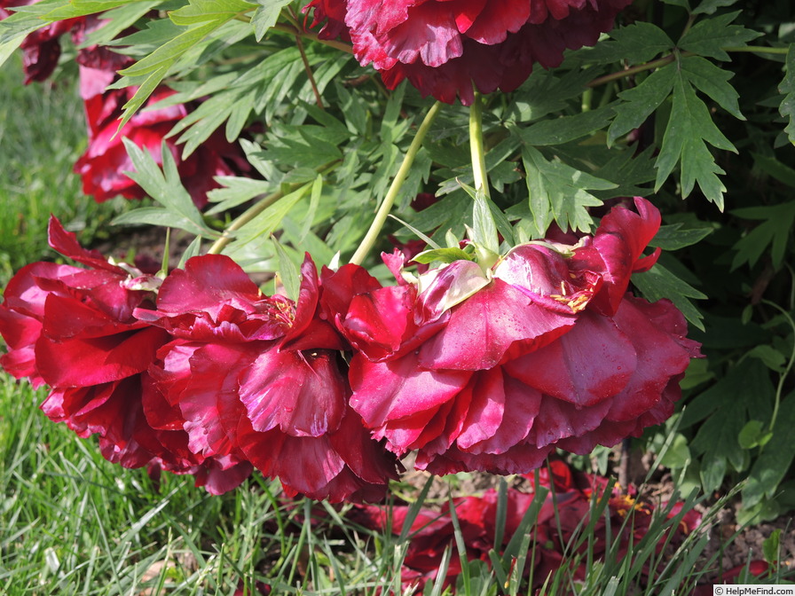 'Black Panther' peony photo