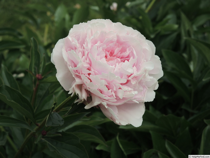 'Clemenceau' peony photo