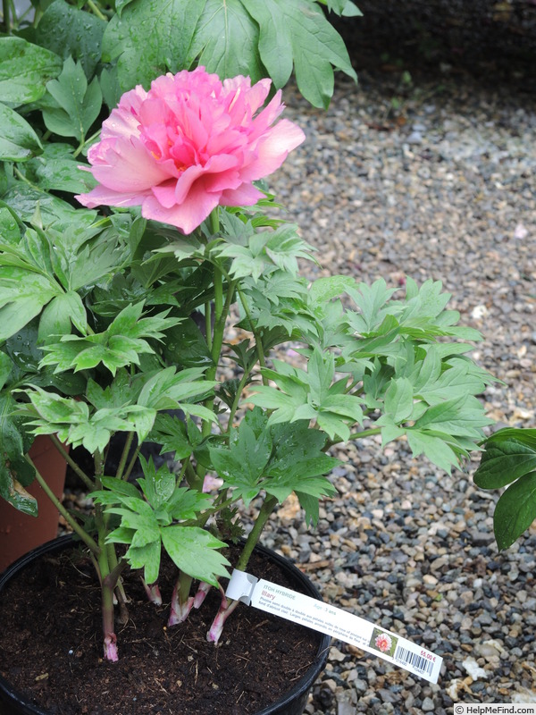 'Hillary' peony photo