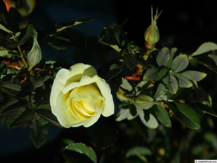 '1-72-1Hugonis flore plena' rose photo