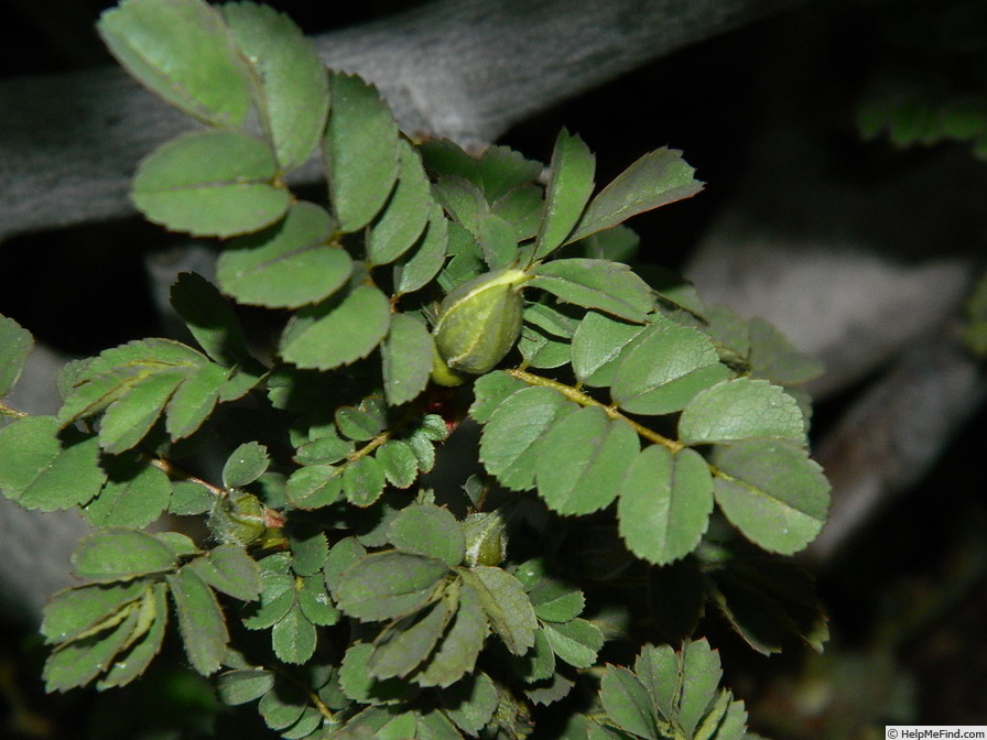 '1-72-1Hugonis flore plena' rose photo