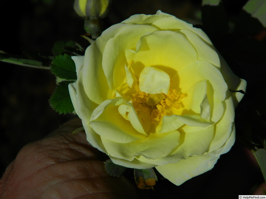 '1-72-1Hugonis flore plena' rose photo