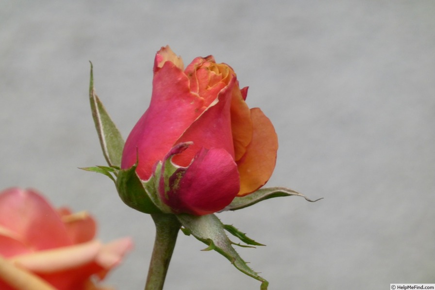'About Face ™' rose photo