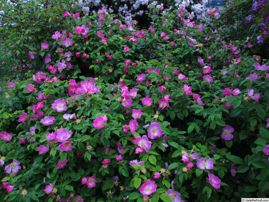 'Complicata' rose photo