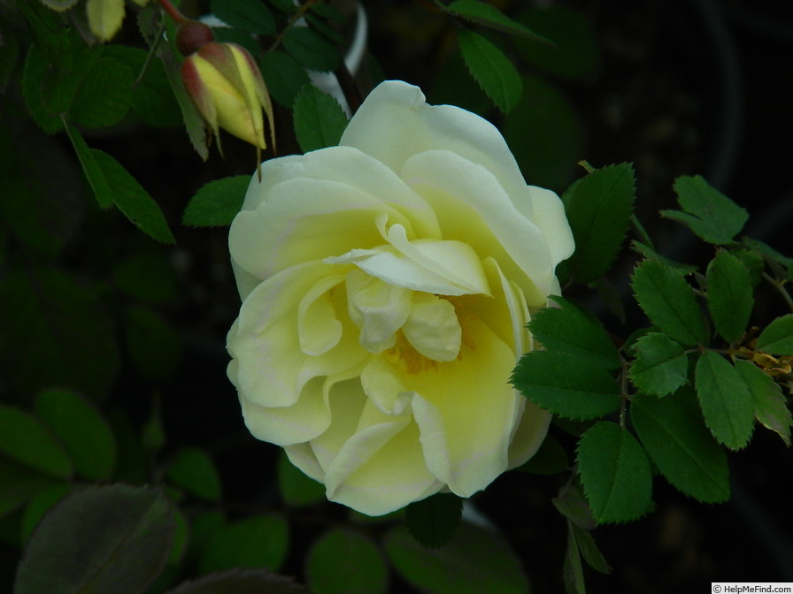 '1-72-1Hugonis flore plena' rose photo