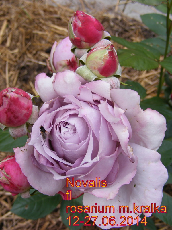 'Novalis ®' rose photo
