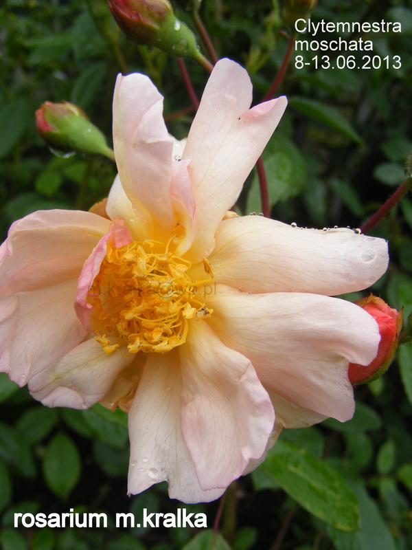 'Clytemnestra' rose photo