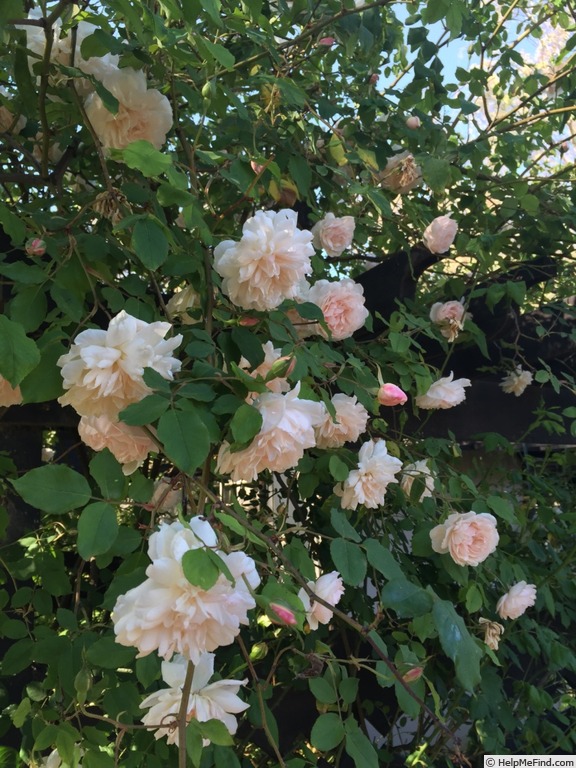 'Madame Alfred Carrière (noisette, Schwartz 1875)' rose photo
