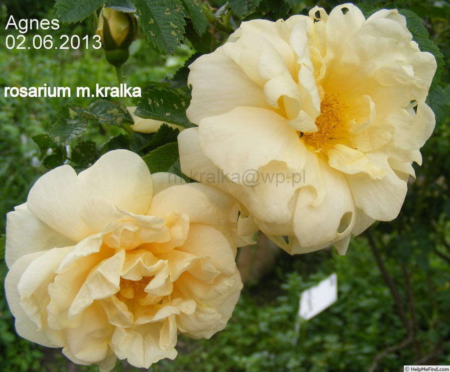 'Agnes (rugosa, Saunders 1902)' rose photo