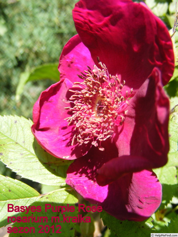 'Basye's Purple Rose' rose photo