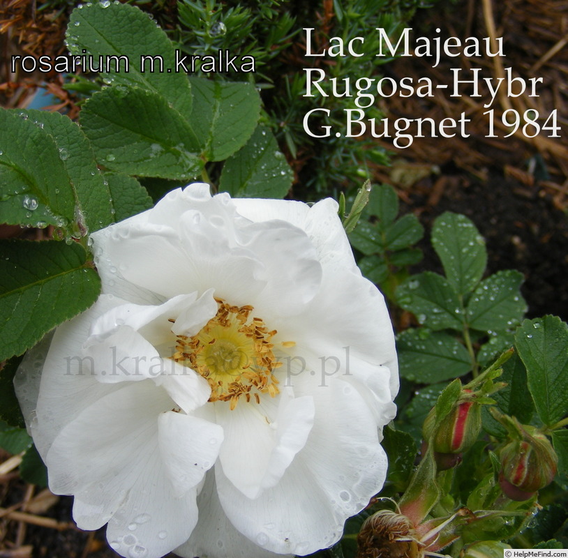 'Lac Majeau' rose photo