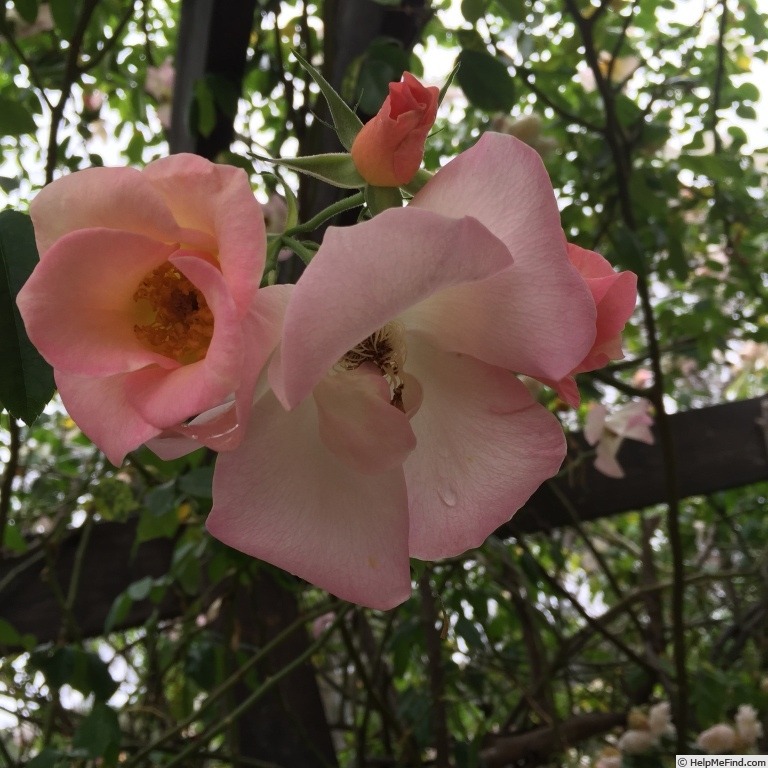 'Sally Holmes (Hybrid Musk, Holmes 1976)' rose photo
