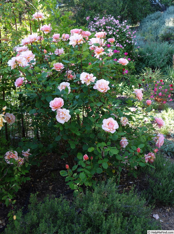 'Gruss an Coburg' rose photo