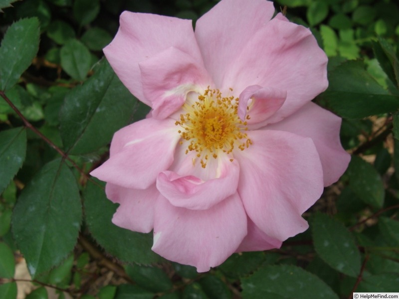'D2302' rose photo