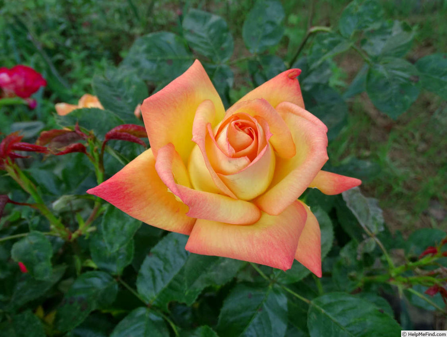 'Goldstrike' rose photo