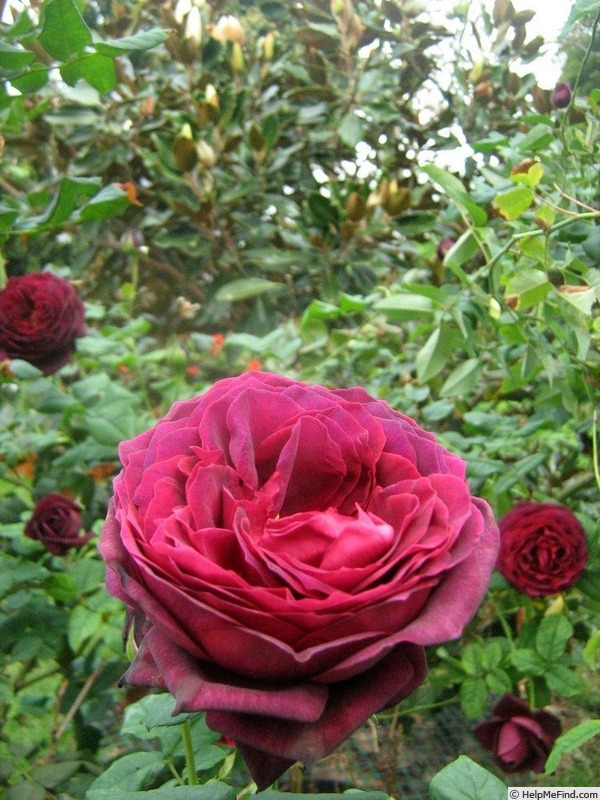 'Black Caviar' rose photo