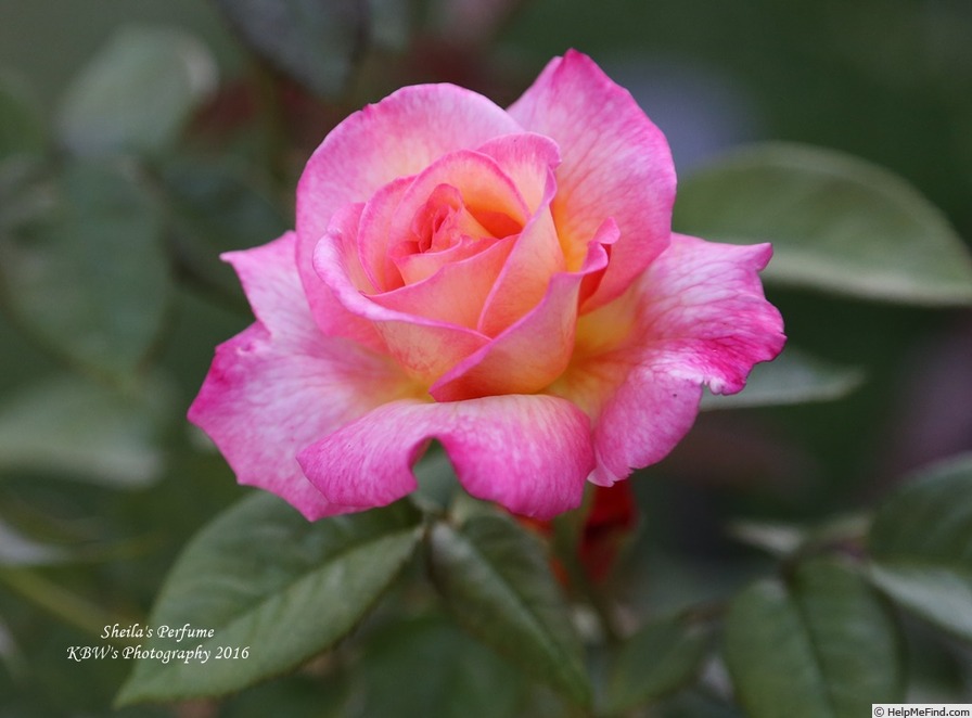 'Sheila's Perfume (Floribunda, Sheridan before 1979)' rose photo