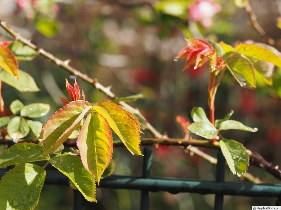 '12 Erinnerung an Brod OP' rose photo