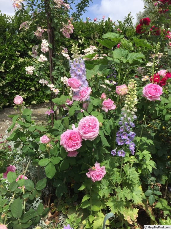 'Comte de Chambord - in commerce (possibly 'Mme Boll')' rose photo