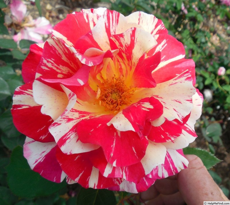 'Maurice Utrillo ™' rose photo