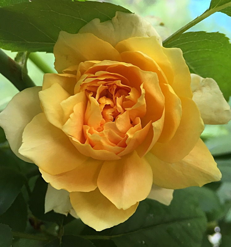 'Molineux' rose photo