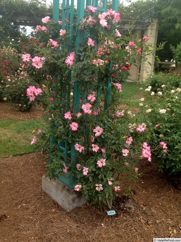 'Xiuhcoatl' rose photo