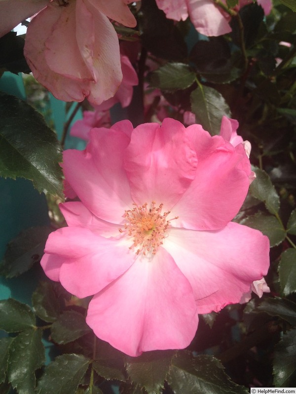 'Xiuhcoatl' rose photo