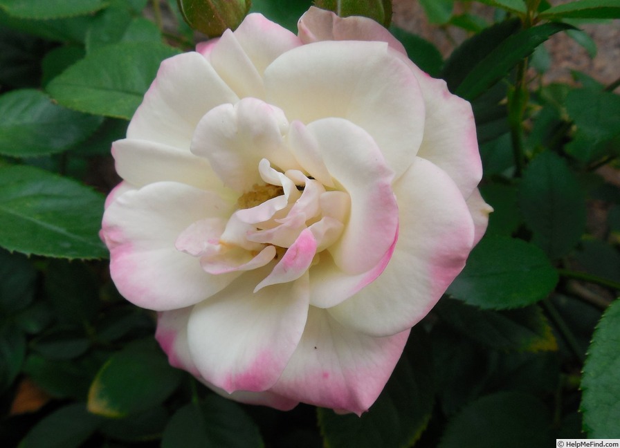 'Rainforest' rose photo