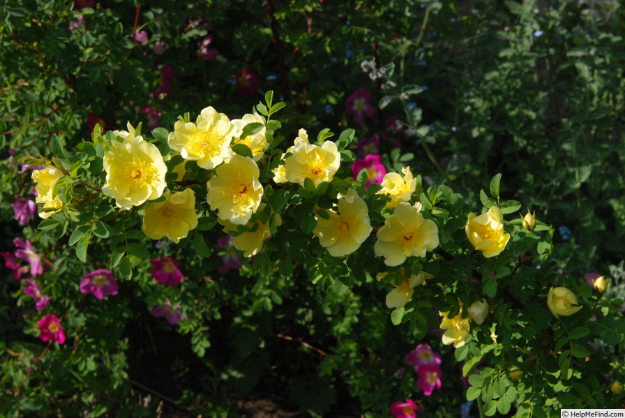 'R. hugonis' rose photo
