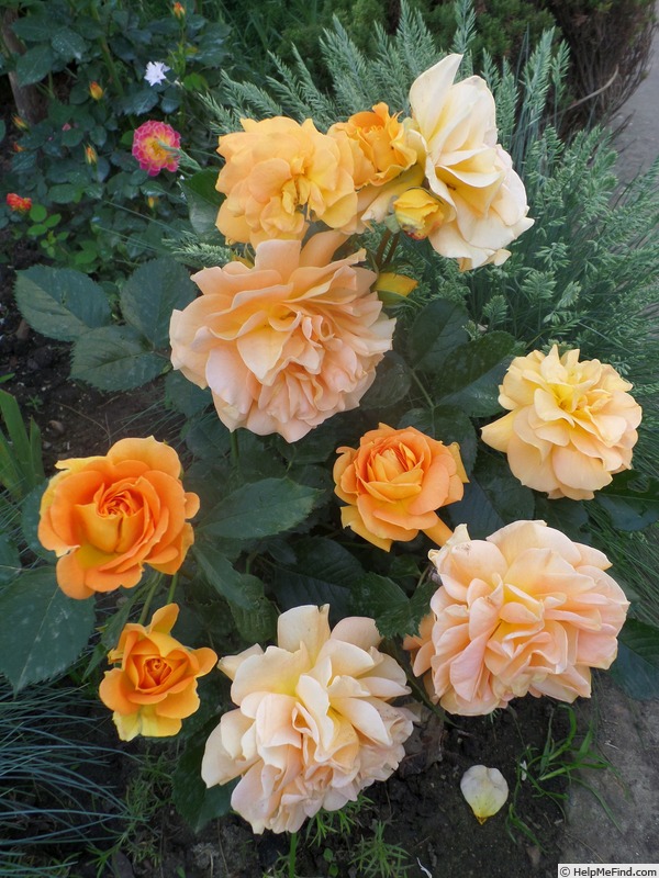 'Goldelse ® (floribunda, Evers/Tantau, 1999)' rose photo