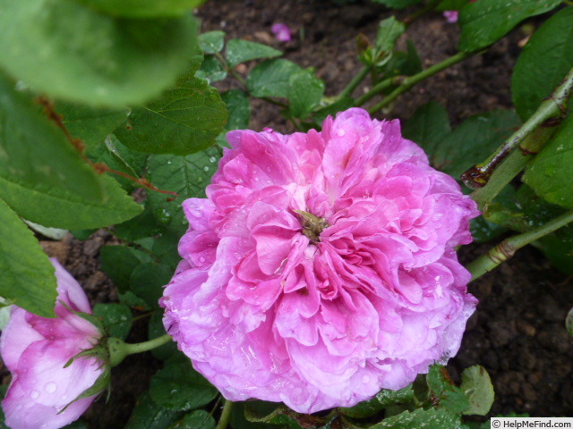 'Henri Foucquier' rose photo