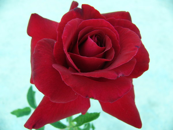 'Le Rouge et le Noir' rose photo