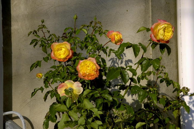 'Spectra' rose photo