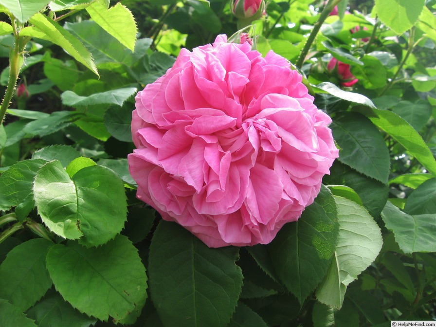 'Baronne Prévost (Hybrid Perpetual, Desprez, 1841)' rose photo