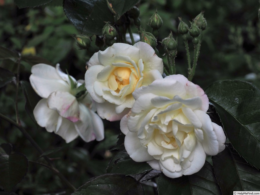'Apricot Bells' rose photo