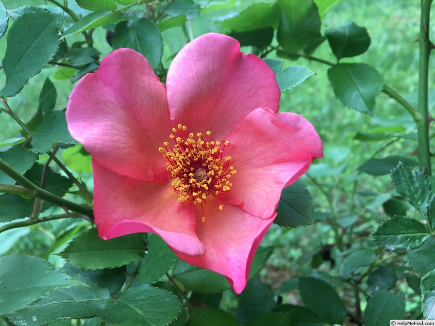 'Morning Mist (shrub, Austin, 1996)' rose photo