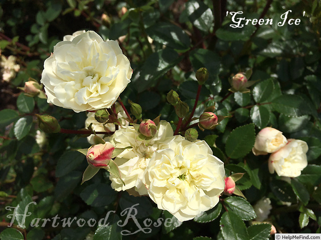 'Green Ice (miniature, Moore 1971)' rose photo