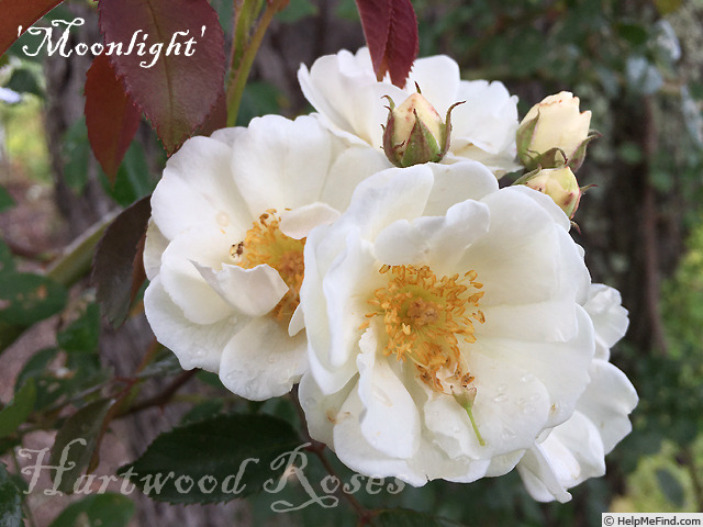 'Moonlight (hybrid musk, Pemberton 1913)' rose photo
