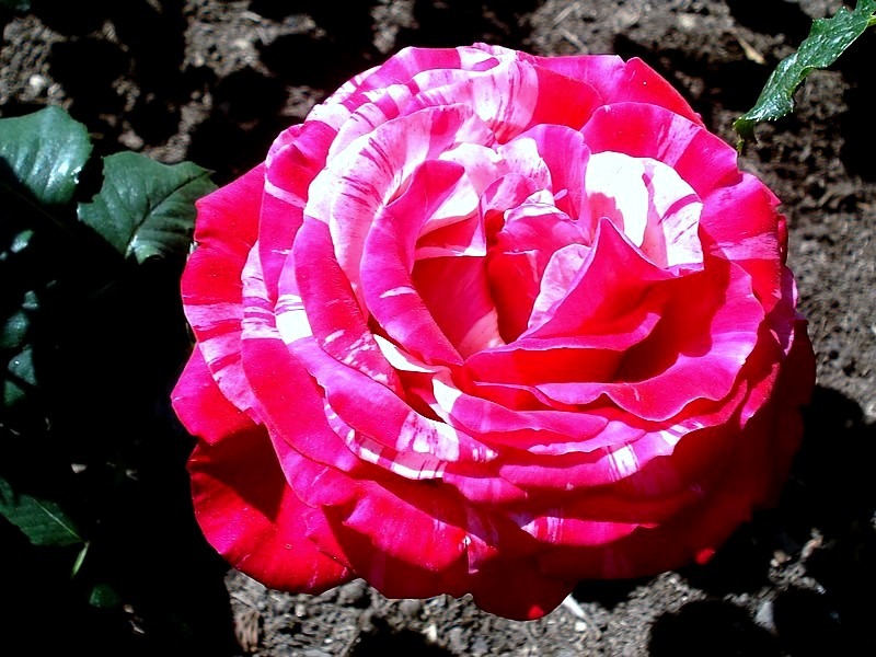 'Best Impression ®' rose photo