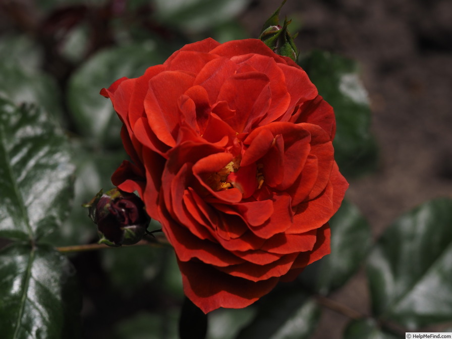 'Hot Chocolate (floribunda, Carruth 2001)' rose photo