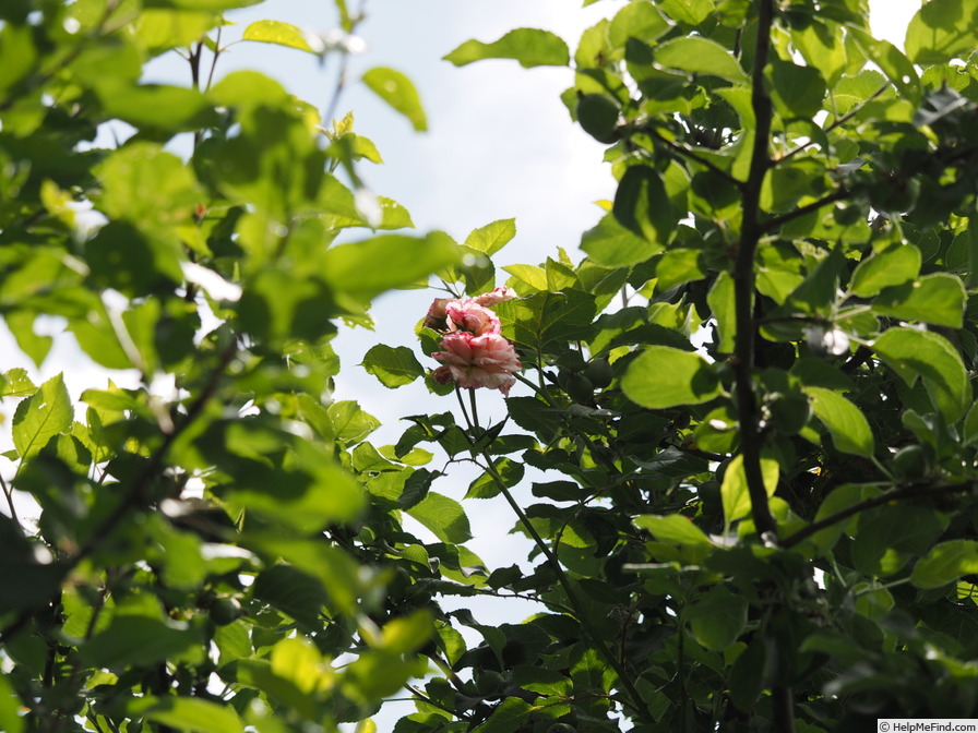 '12 Westerland OP 16' rose photo