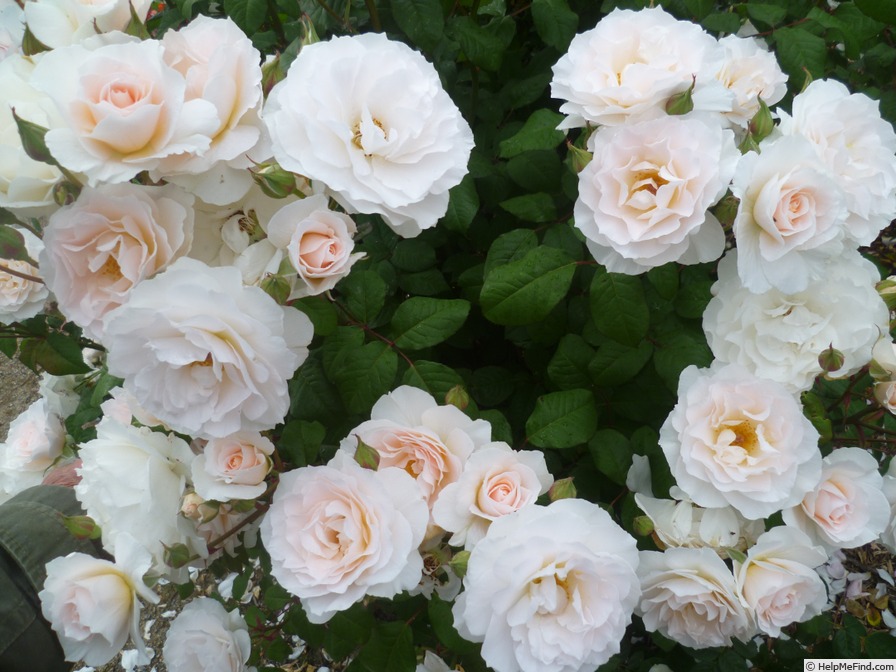 'Sweet Blondie ®' rose photo