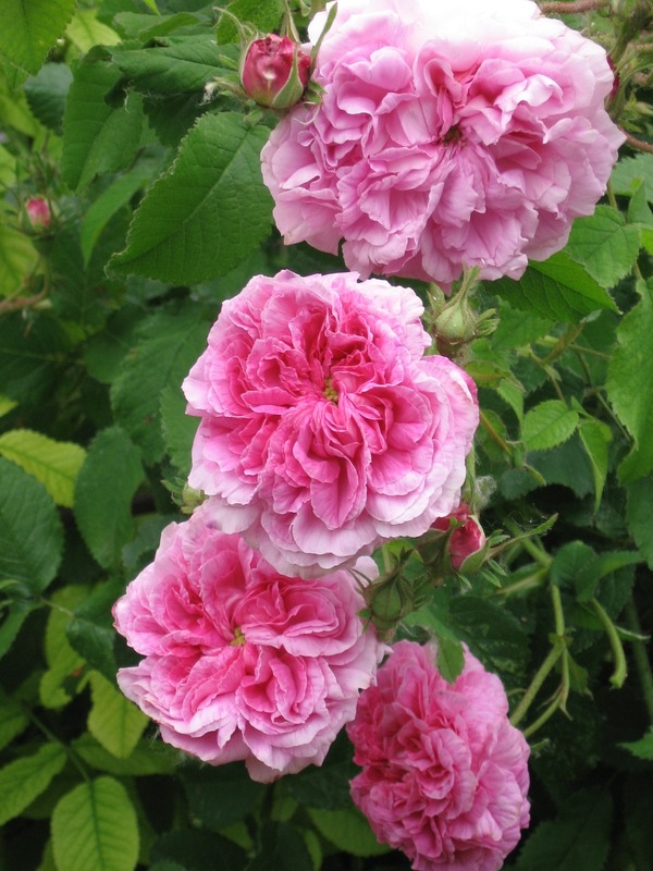 'Duchesse de Berry (hybrid gallica, Vibert, 1818)' rose photo