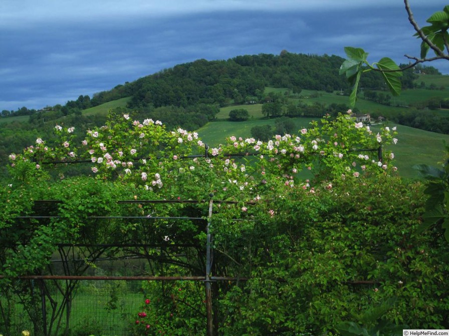 'Belle Portugaise (hybrid gigantea, Cayeux, 1903)' rose photo